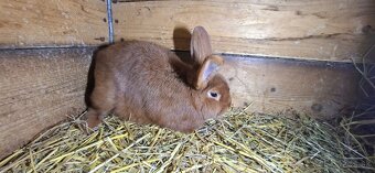 Novozelanska Červený samec - 2