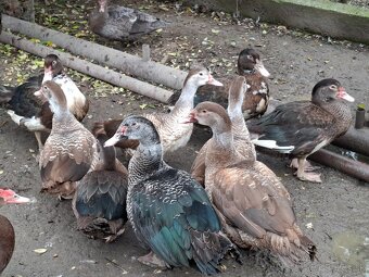 Pižmové kačice - 2