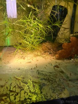 Neocaridina krevetky - 2