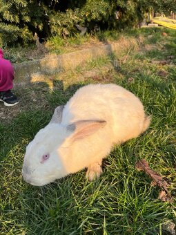 Domáce kralliky - 2