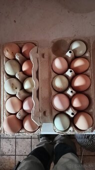 násadové vajcia mix - 2