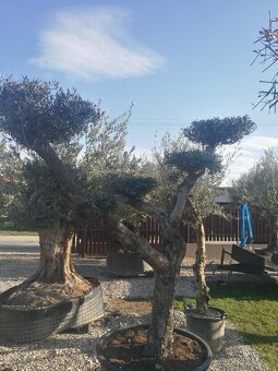Olivovnik bonsai - 2