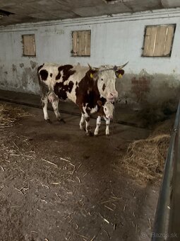 Predam kravu s byčkom - 2