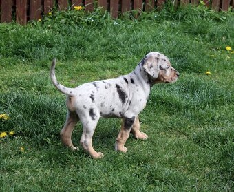 Louisianský leopardí pes Catahoula s PP - 2
