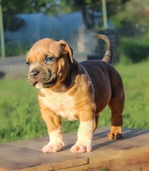 American Bully XL - 2