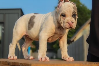 American Bully XL - 2
