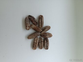 Palma PHOENIX dactylifera semená 10ks - 2