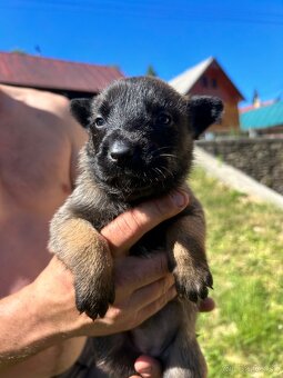 Belgicky ovčiak malinois - 2