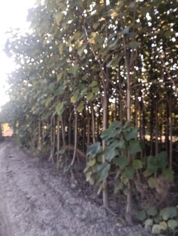 Paulownia Sang Tong - 2
