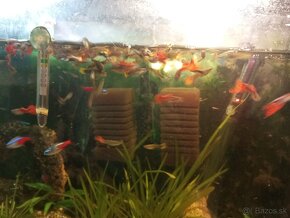 Predám gubky 20 ks malé - 2