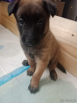 Belgický ovčák malinois bez PP - 2