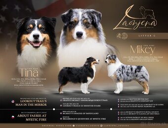 Predaj šteniatka Austrálsky ovčiak 💎 - 2