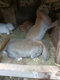 Predám králiky - 2