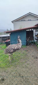 Emu hnedý - 2