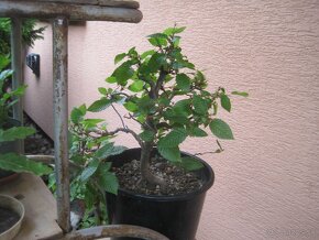 bonsai,bonsaj-hrab 14 - 2