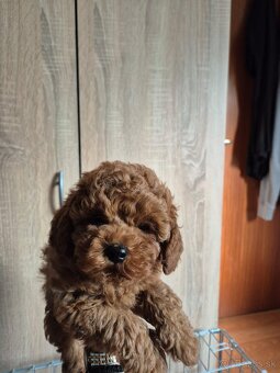 Toy Pudla - 2