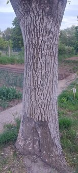 Orechove drevo - 2