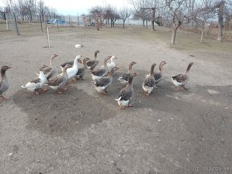 Husi na predaj - 2
