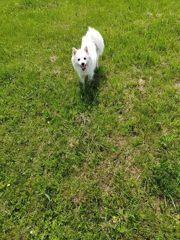 Predávam pomeranian je hravý - 2