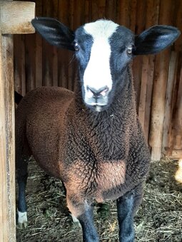 Baran zwartbles - 2