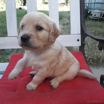 Zlatý retriever šteniatka - 2