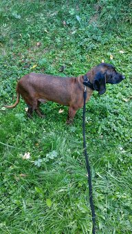 Bavorsky farbiar bez pp - 2