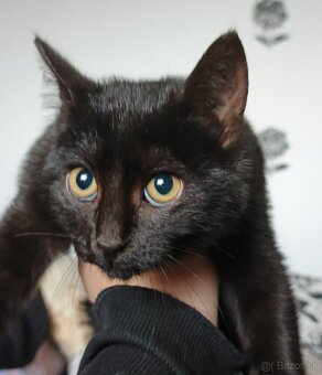 Darujem mačiatko - 2