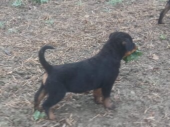 Rottwailer, rottweiler, rtw, rotvajler - 2