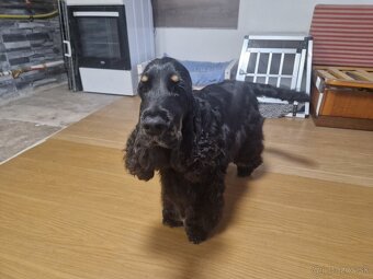 Anglický kokeršpaniel - 2