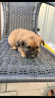 Predám šteniatka jazvečika - 2