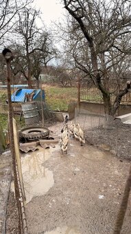 Indický bežec strieborný - 2