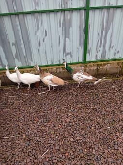 Pav - pavy - pavov - 2