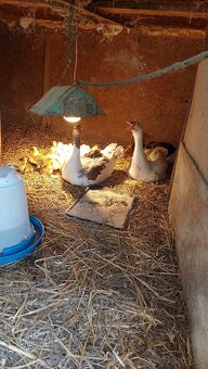 Husy,husi husata - 2