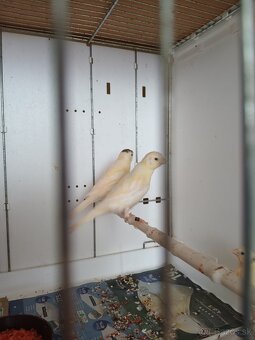 Kanariky - 2