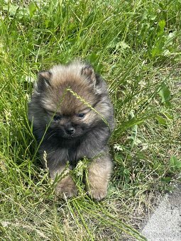 Pomerian boo - 2