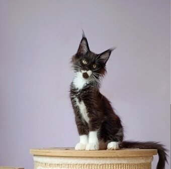 Maine Coon s PP - 2