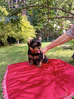Yorkshire terrier s Preukazom pôvodu - psík - 2