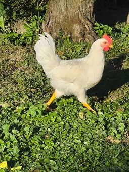 Leghorn kohuty - 2