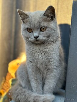 Ponúkame na predaj Britske maciatka - 2