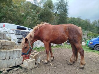 Predám kobylu SN - 2