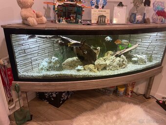 Veľké rohové akvárium - 2