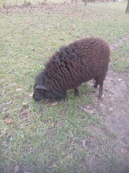 Predám mladého quessantskeho baránka - 2