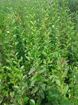 Vtáčí zob - živý plot - 2