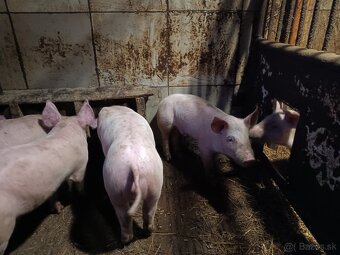 Predám odstavcata - 2