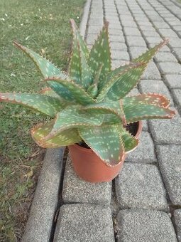 Kaktus ,Aloe - 2