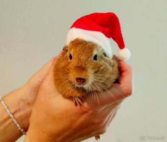 Osmak degu - 2
