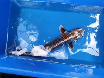 Koi kapre - 2