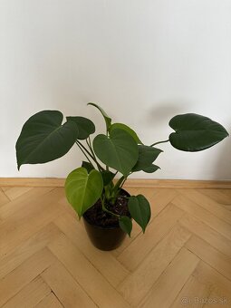 Monstera - 2