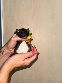 Potkaníci Dumbo - 2