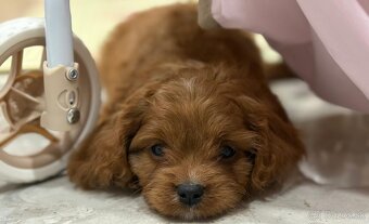 Cavapoo - 2